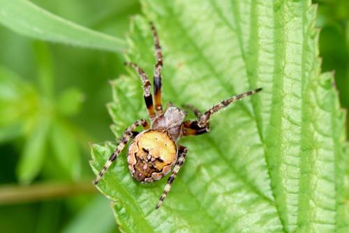 Réf. 318 637 : Larinioides patagiatus